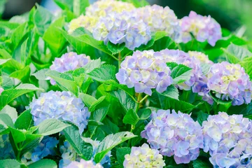 Fotobehang 鎌倉に咲く美しい紫陽花の花 © rika_portrait