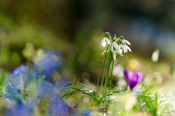 Pzzebiśniegi kwitnace wiosną na lesnej polanie. Wiosenne kwiaty w ogrodzie. Piękne wiosenne kwiaty na łące.`