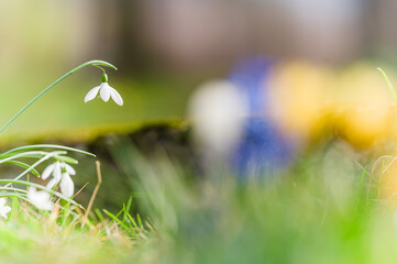 Pzzebiśniegi kwitnace wiosną na lesnej polanie. Wiosenne kwiaty w ogrodzie. Piękne wiosenne...