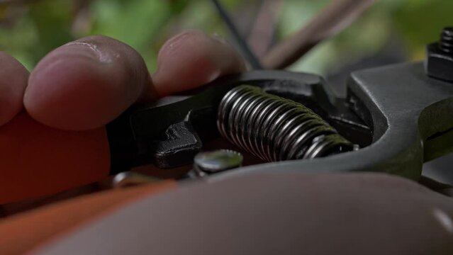 Close-up of the secateurs or garden shears in the farmer's hand.