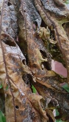 Textura de folha seca de mamoeiro com tons marrom e dourado, ideal para fundos envelhecidos.