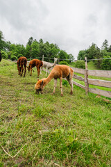 Group of Alpacas Standing on the Pasture Field Eating Grass