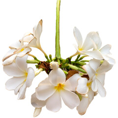 white magnolia flower