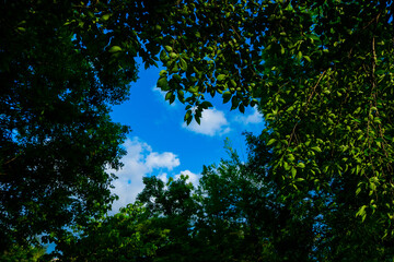 ハート型の木の隙間から覗く青空