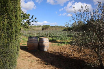 Vineyard and wine barrels on a farm in spring, Italy, Tuscany