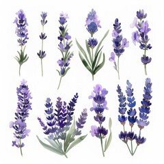 Fototapeta premium A clipart illustration showing various types of watercolor lavender on a white background.