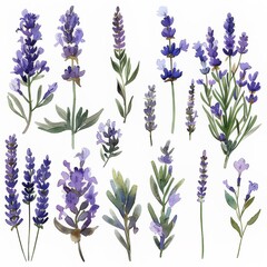 Naklejka premium A clipart illustration showing various types of watercolor lavender on a white background.