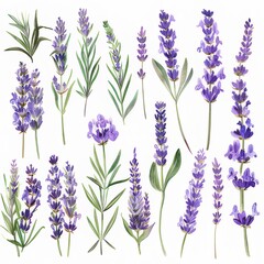 A clipart illustration showing various types of watercolor lavender on a white background.