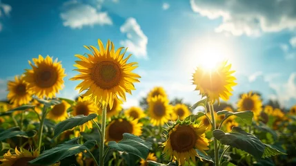 Rolgordijnen A field of sunflowers turning towards the sun © teera
