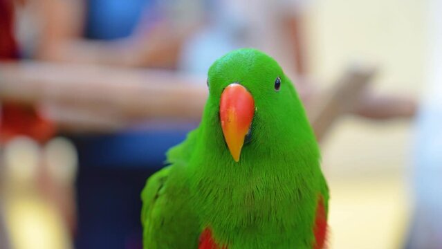 Green eclectus parrot talking while sitting on a perch around people.