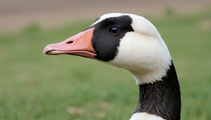 A Goose With Its Beak Pointed Skyward