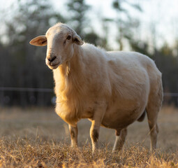Sun low glowing on a sheep ram in North Carolina