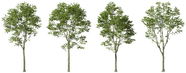 Isolated growth eco tall trees on transparent backgrounds 3d rendering png