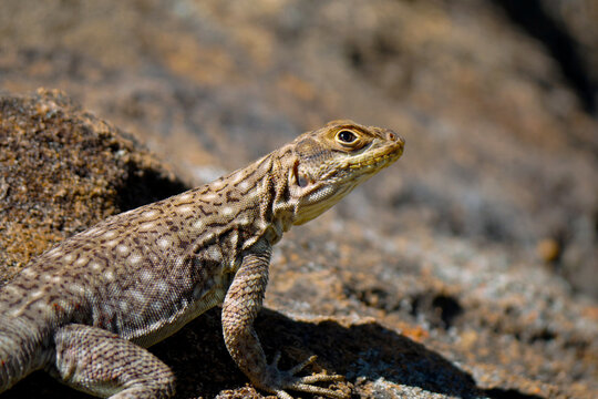 A Madagascar swift is seen posing on a rock while basking in the sun at Isalo National Park in Madagascar