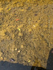 algae-dominated waterside