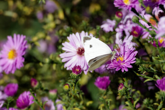 Small white butterfly (Pieris rapae) perched on a pink daisy in Zurich, Switzerland