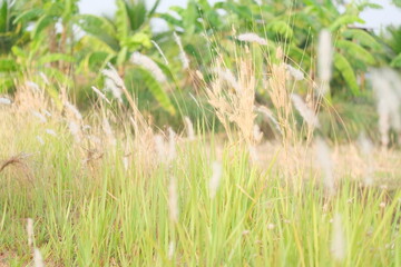 Field of grass