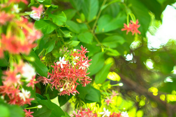 Combretum indicum are blooming and green leaf at summer,Combretum indicum flower are blooming and...