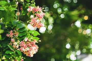 Combretum indicum are blooming and green leaf at summer,Combretum indicum flower are blooming and...