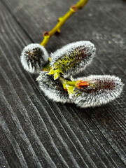willow branch on a wooden background © Valentyn