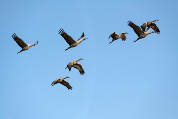 Sandhill cranes (Grus canadensis) in flight; nr Kearney, Nebraska - 760573099