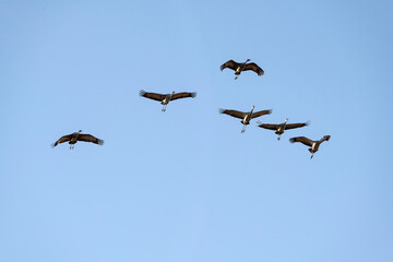 Sandhill cranes (Grus canadensis) in flight; nr Kearney, Nebraska - 760573241