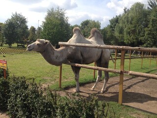 camel at a zoo