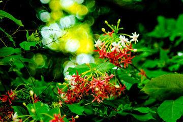 Combretum indicum are blooming and green leaf at summer,Combretum indicum flower are blooming and...