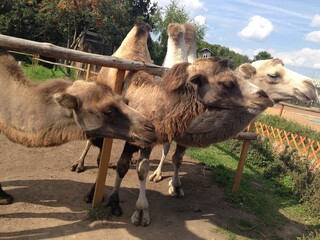 camel at a zoo