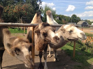 camel at a zoo