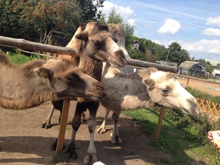camel at a zoo