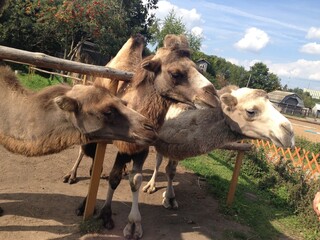 camel at a zoo