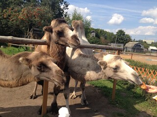 camel at a zoo