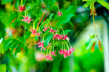 Combretum indicum are blooming and green leaf at summer,Combretum indicum flower are blooming and...