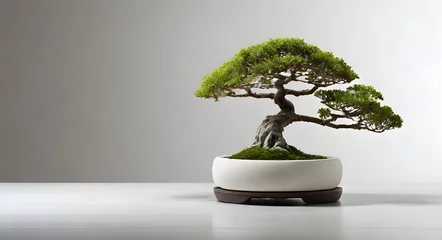 Tuinposter bonsai Tree in a special pot, isolated on a white background, banner, copy space, against a white wall  © TJ_Designs