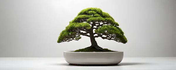 Fotobehang bonsai Tree in a special pot, isolated on a white background, banner, copy space, against a white wall  © TJ_Designs