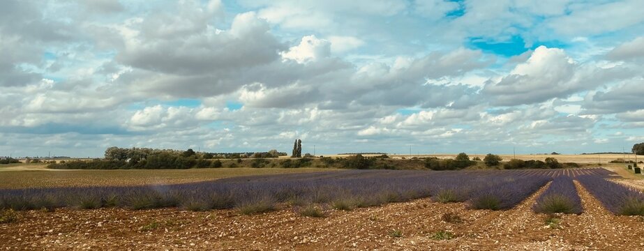 Champ de lavandin en pleine beauce