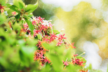 Combretum indicum are blooming and green leaf at summer,Combretum indicum flower are blooming and...