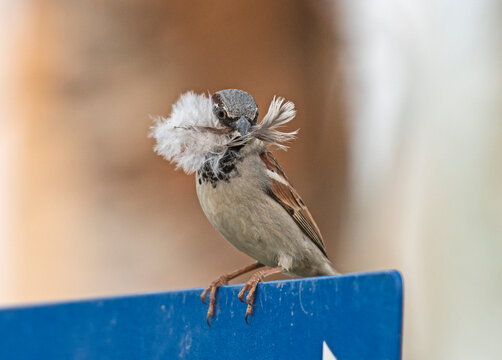 House sparrow perched on a sign with nest material in mouth - Powered by Adobe