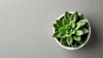 Minimalist Top-View of Green Plant in White Ceramic Pot on Light Grey Background

