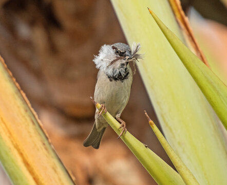 House sparrow perched on a palm frond with nest material in mouth