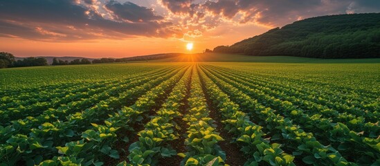Tractor spraying soybean field in sunset - obrazy, fototapety, plakaty