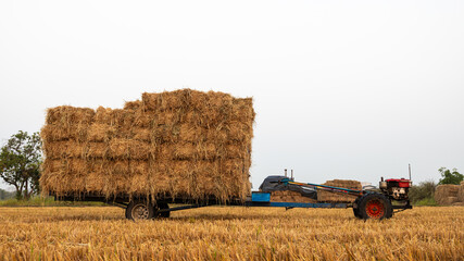 Low-angle view of a walk-behind tractor carrying piles of straw bales.