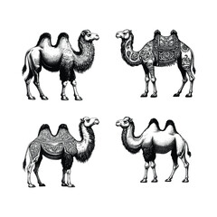 set of camel illustration. hand drawn camel black and white vector illustration. isolated white background
