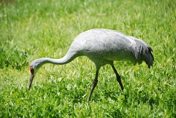 Fototapeta premium Cranes primarily eat a variety of plants, including grasses, seeds, grains, and occasionally insects or small animals.