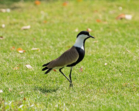 Spur winged lapwing stood on grass in garden