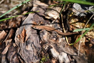 lizard on the tree