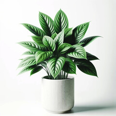 Lush green plant in a white textured pot on a clean background