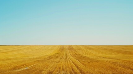 Fototapeta na wymiar golden wheat fields stretching to the horizon under a sunny,