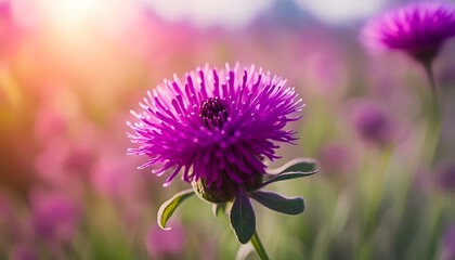 Purple flower blooming, Everlasting, Gomphrena
 - Powered by Adobe